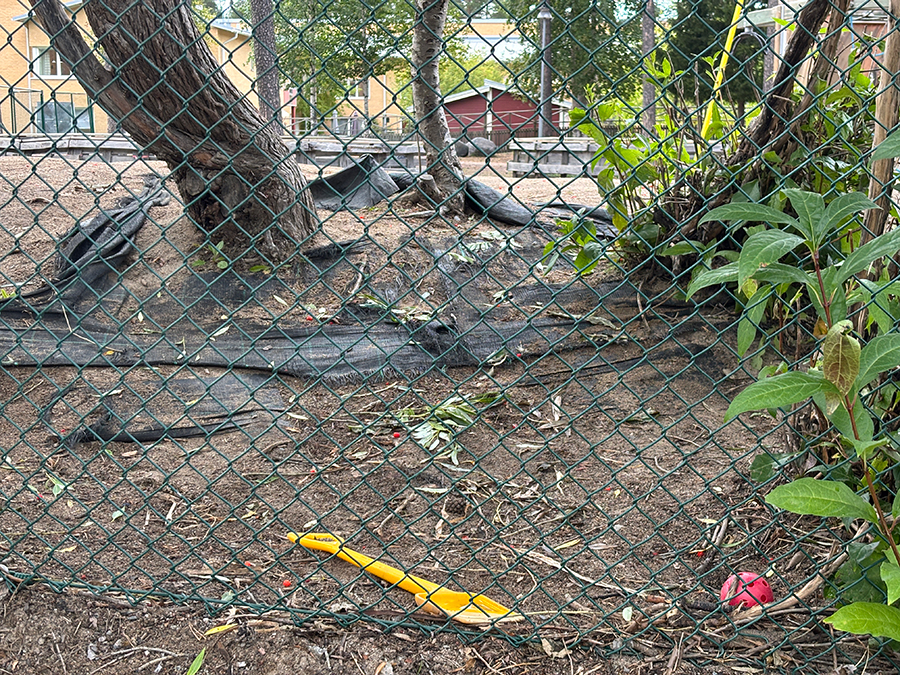 Slitet buskage på skolgården