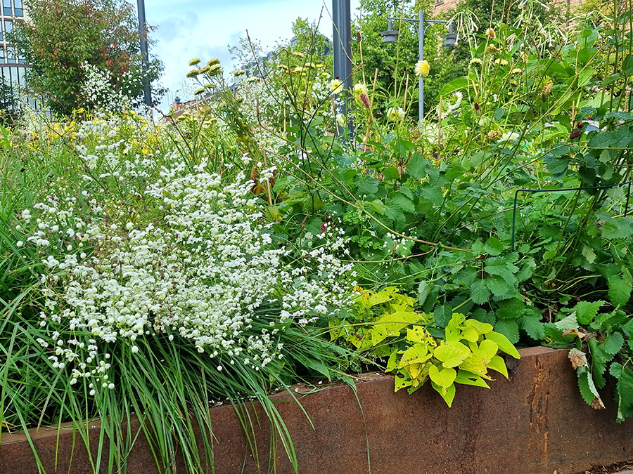Blommor i stadsparken i vitt, grönt och limegrönt