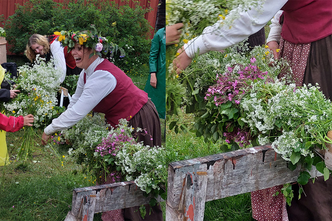 Midsommarstången kläs.