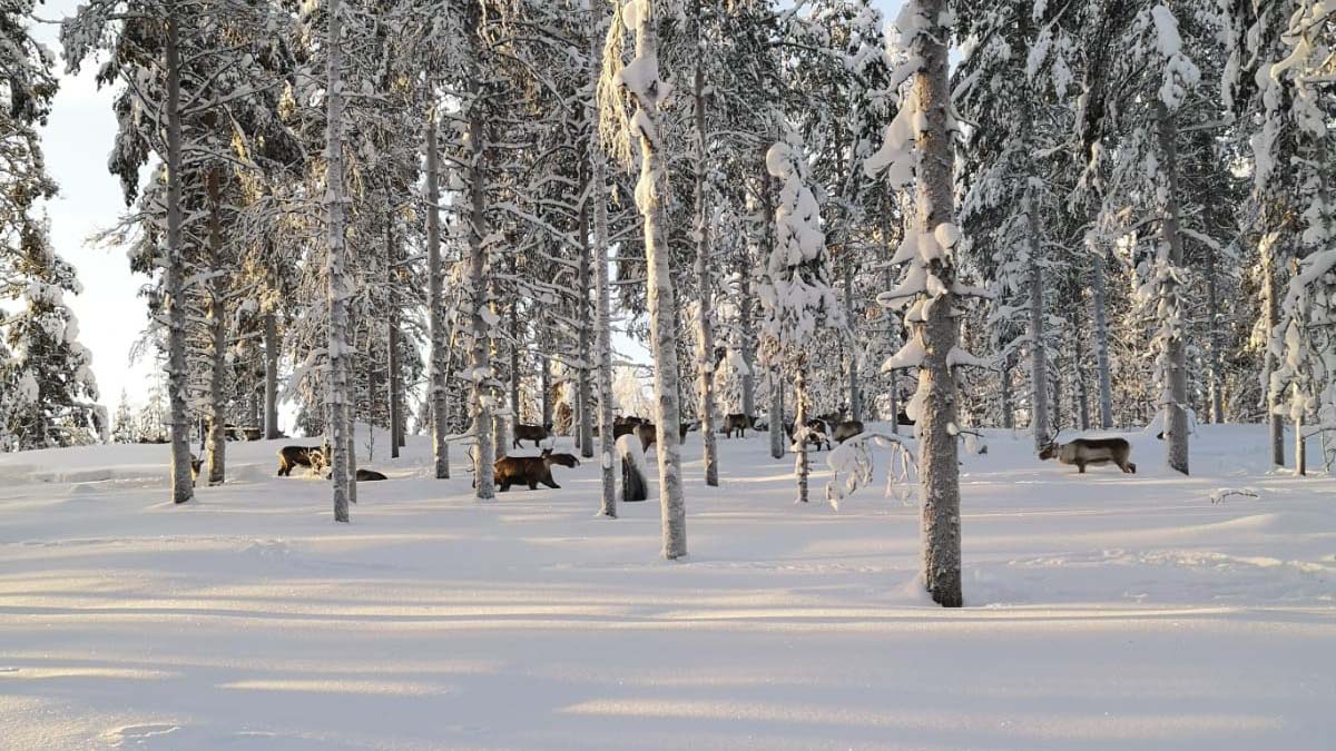 Renar som betar i en snötäckt skog
