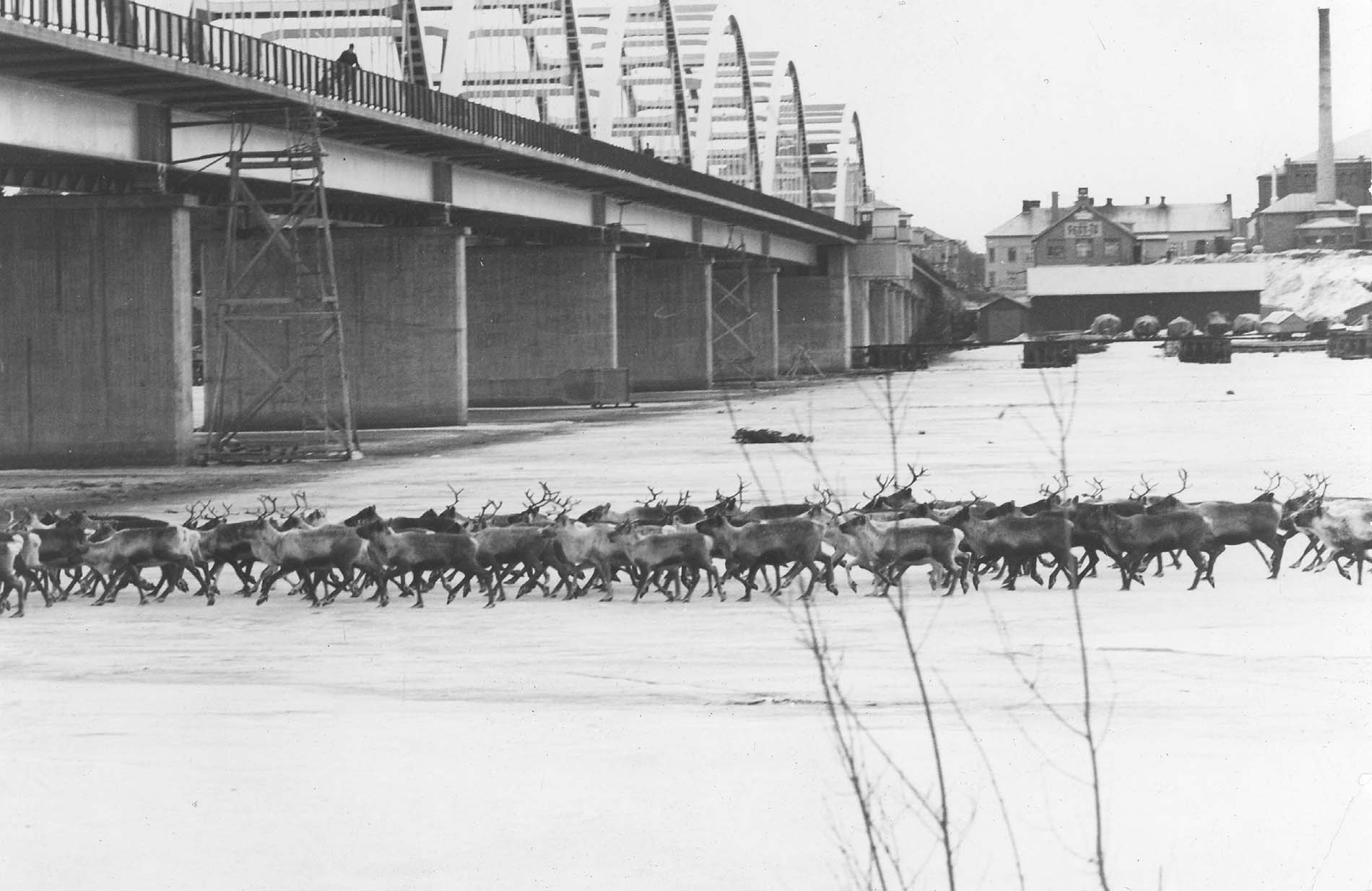 Svartvitt foto från 1967 som visar renar på isen vid Bergnäsbron i Luleå. Renarna är på väg tillbaka mot fjällen, det är vårvinter. Bilden är tagen från Bergnäset, på bilden syns Bergnäsbron och i bakgrunden Bryggeriet i centrum.