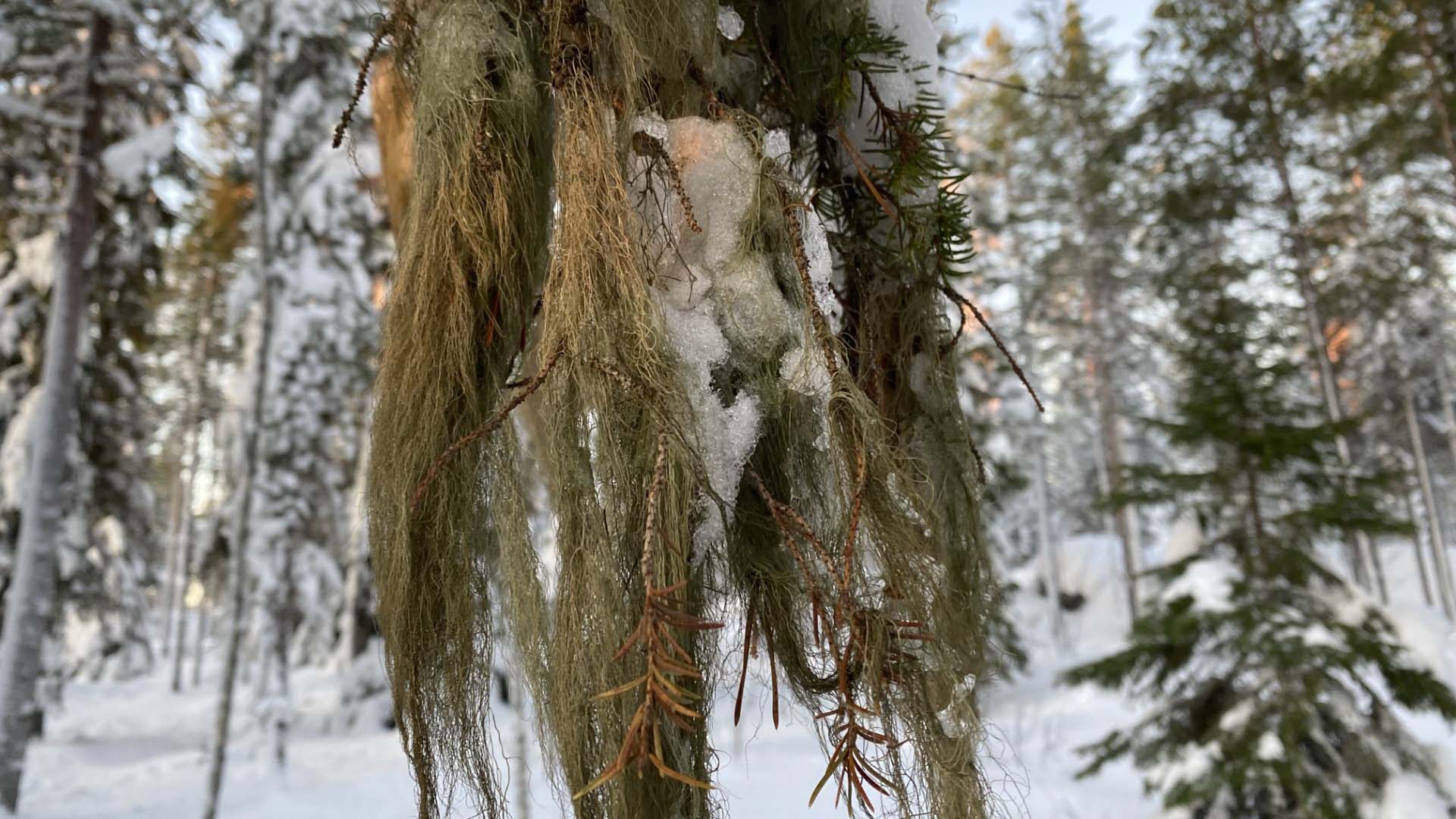 Bild på lav som växer på ett barrträd. I bakgrunden snötäckt skog. 