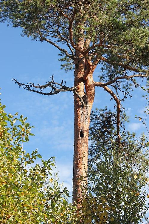 Det råder bostadsbrist i skogen idag. Många arter bland fåglar, fladdermöss och andra djur behöver bohål för sin levnad. Gamla träd, t ex gamla tallar som här, eller grova lövträd ger förutsättningar för att hackspettar ska hacka ut hål som sedan andra arter kan använda.