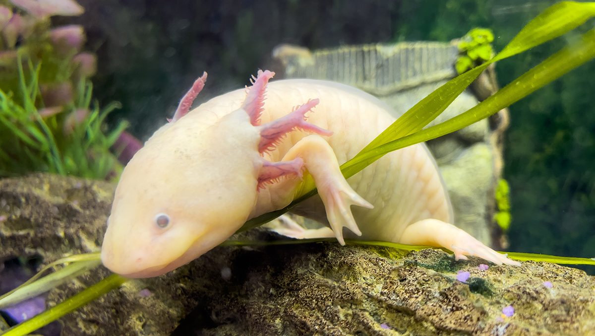 En axelotl