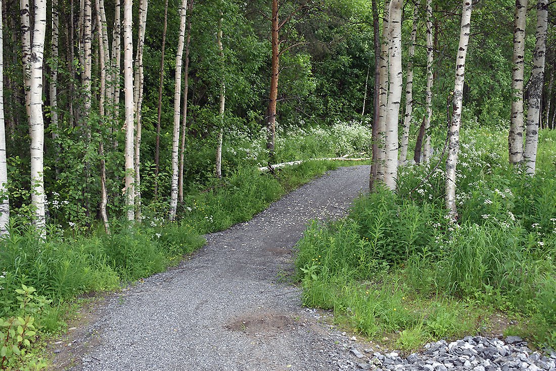 Cykelvägen slingrar sig även in i en öppen björkskog