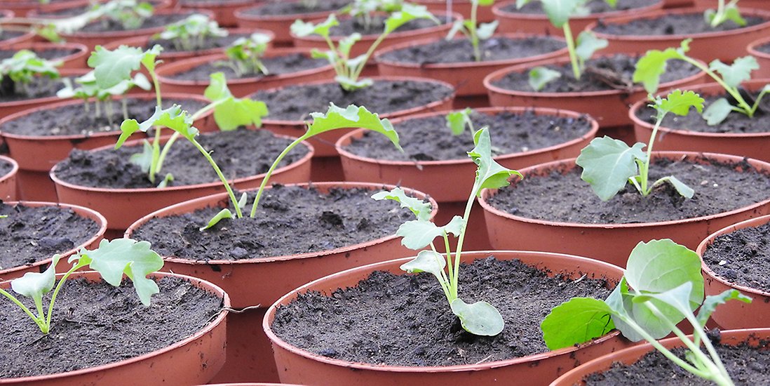 Alla blommor börjar som små plantor