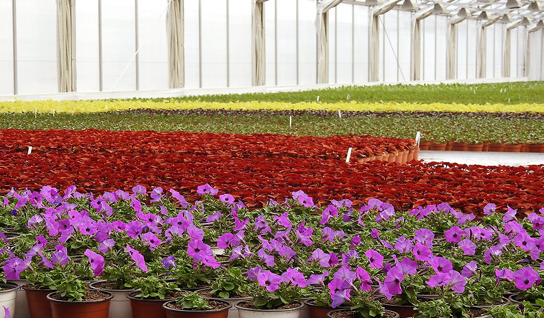 Blommor står på odlingsbänkar i långa rader