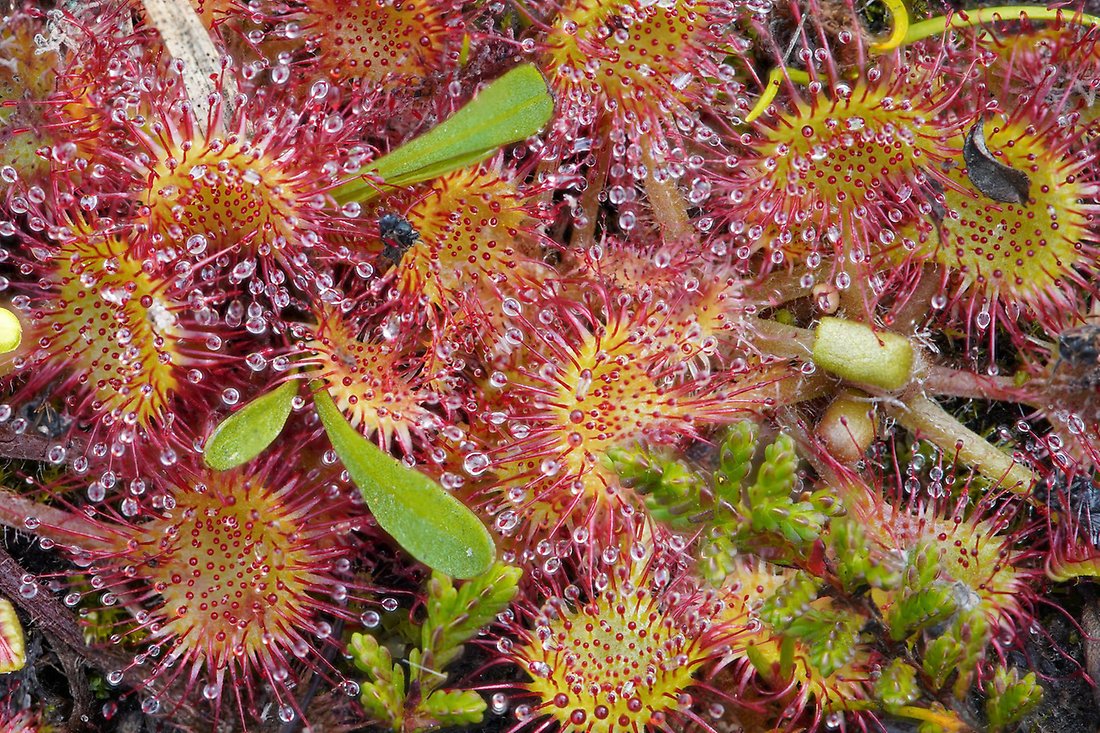 Den ovanliga arten rundsileshår växer i det nya naturreservatet Hällmyran. Foto: Pexels.