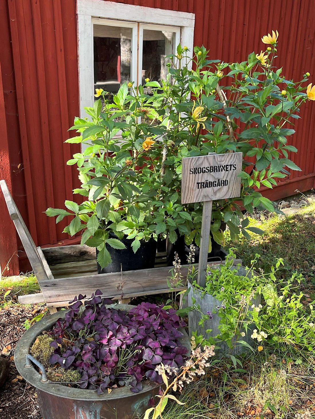 Entre Skogsbrynets trädgård