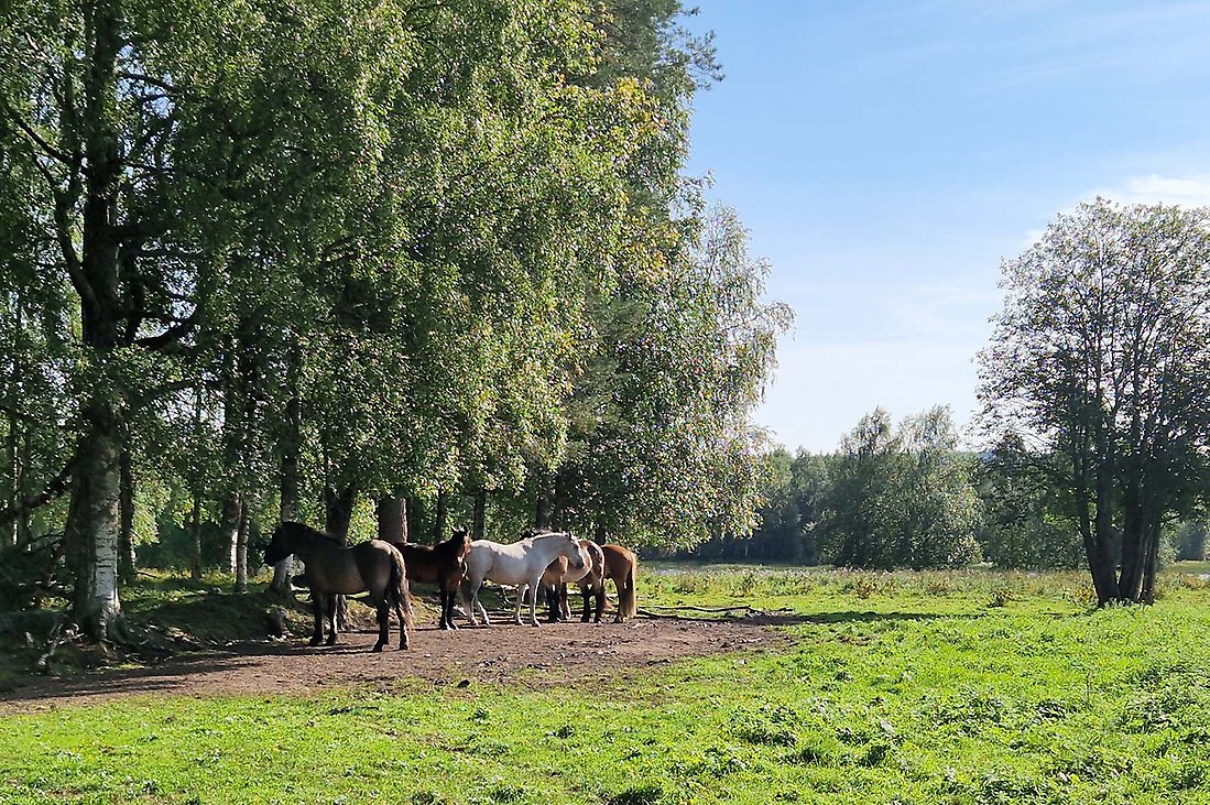 Andholmen är en grönskande naturskön holme som ligger mitt i Råneälven där den rinner igenom centrala Råneå.