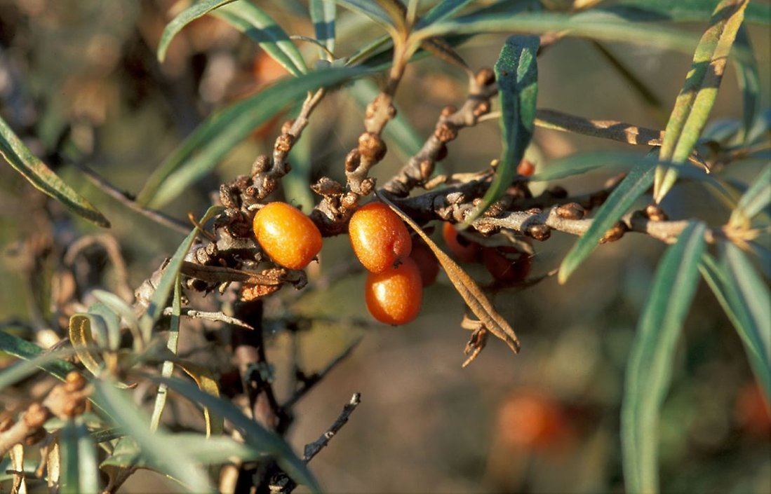 Havtornen lyser orangegula och har en syrlig smak.